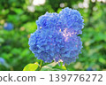 Hydrangeas with light shining through them 139776272