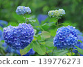 Hydrangea blooming in the clear of the rainy season 139776273
