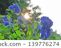 Hydrangea blooming in the clear of the rainy season 139776274