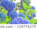 Hydrangea blooming in the clear of the rainy season 139776275