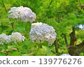 Hydrangea blooming in the clear of the rainy season 139776276