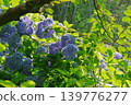Hydrangea blooming in the clear of the rainy season 139776277
