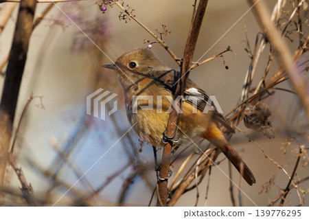 A female Daurian Redstart, a winter bird loved for its cute behavior and nicknamed Joviko. A female Daurian Redstart, a winter bird loved for its cute behavior and nicknamed Joviko. 139776295