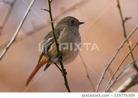 A female Daurian Redstart, a winter bird loved for its cute behavior and nicknamed Joviko. 139776309