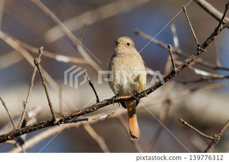 A female Daurian Redstart, a winter bird loved for its cute behavior and nicknamed Joviko. 139776312