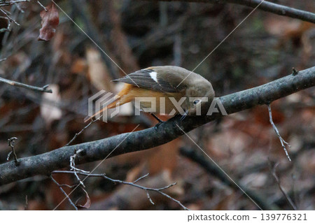 A female Daurian Redstart, a winter bird loved for its cute behavior and nicknamed Joviko. A female Daurian Redstart, a winter bird loved for its cute behavior and nicknamed Joviko. 139776321