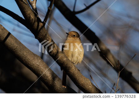 A female Daurian Redstart, a winter bird loved for its cute behavior and nicknamed Joviko. 139776328