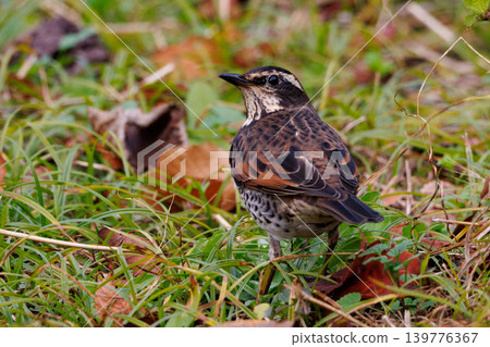 A winter bird named after the thrush because it can no longer be heard when it disappears on a migration in the summer. A winter bird named after the thrush because it can no longer be heard when it disappears on a migration in the summer. 139776367