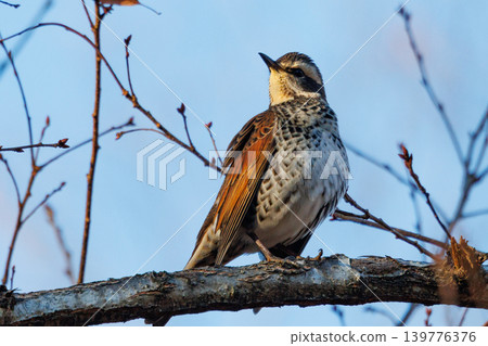 A winter bird named after the thrush because it can no longer be heard when it disappears on a migration in the summer. A winter bird named after the thrush because it can no longer be heard when it disappears on a migration in the summer. 139776376