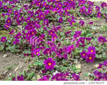 Purple Common Primrose Primula vulgaris carpet blooming in early spring Purple Common Primrose Primula vulgaris carpet blooming in early spring 139776377