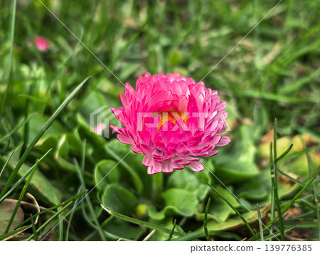 Vibrant Pink Bellis Perennis Pomponette Daisy Vibrant Pink Bellis Perennis Pomponette Daisy 139776385