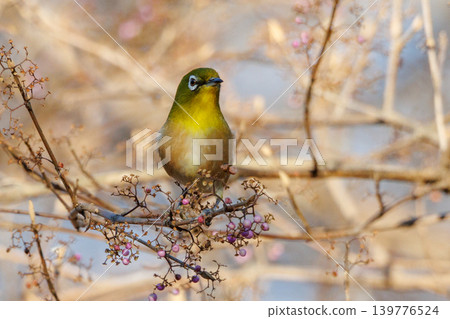 A white-eye bird with a beautiful green body and white glasses that can be mistaken for a warbler. A white-eye bird with a beautiful green body and white glasses that can be mistaken for a warbler. 139776524