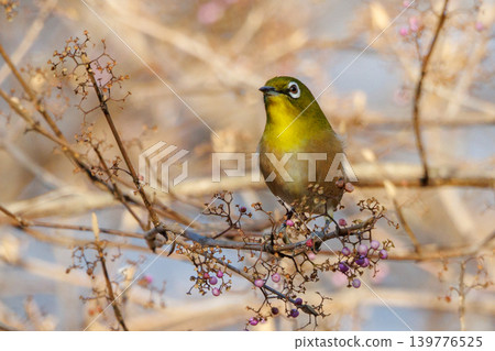 A white-eye bird with a beautiful green body and white glasses that can be mistaken for a warbler. A white-eye bird with a beautiful green body and white glasses that can be mistaken for a warbler. 139776525