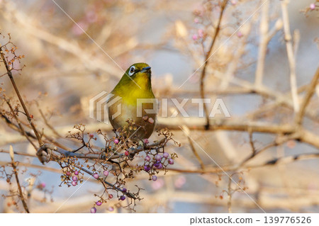 A white-eye bird with a beautiful green body and white glasses that can be mistaken for a warbler. A white-eye bird with a beautiful green body and white glasses that can be mistaken for a warbler. 139776526