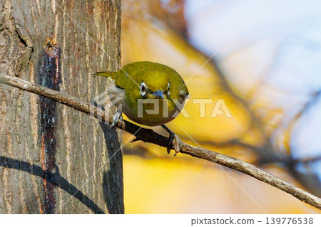 A white-eye bird with a beautiful green body and white glasses that can be mistaken for a warbler. A white-eye bird with a beautiful green body and white glasses that can be mistaken for a warbler. 139776538