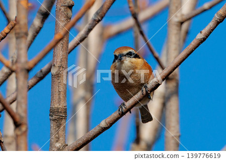 Shrike famous for Hayani Shrike famous for Hayani 139776619