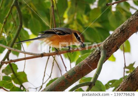 Shrike famous for Hayani Shrike famous for Hayani 139776626