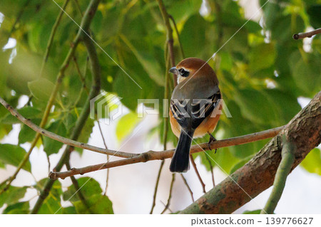 Shrike famous for Hayani 139776627