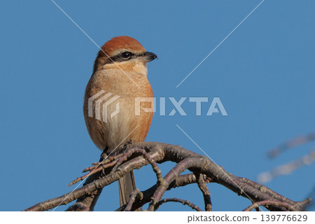 以 Hayani 聞名的伯勞鳥 以 Hayani 聞名的伯勞鳥 139776629