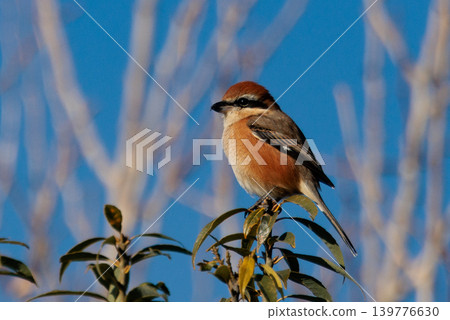 Shrike famous for Hayani 139776630