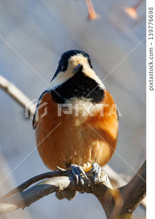 Varied tit, a dexterous bird that imitates singing and performs tricks Varied tit, a dexterous bird that imitates singing and performs tricks 139776698