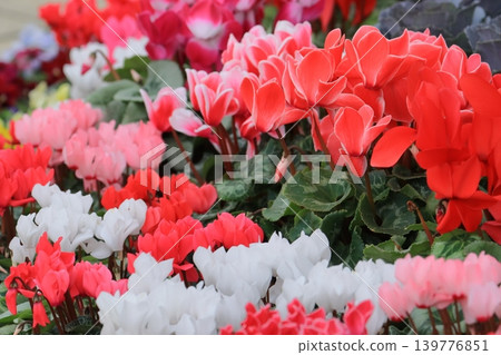 Cyclamen Christmas Flower Garden Cyclamen Cyclamen Christmas Flower Garden Cyclamen 139776851