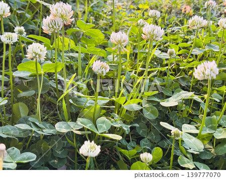 White clover White clover 139777070