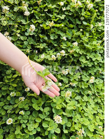 A child's hand and white clover 139777072