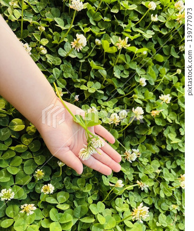 A child's hand and white clover 139777073