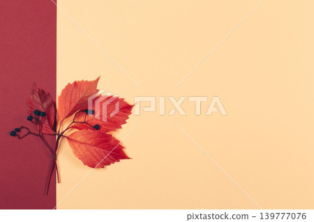 Beautiful autumn red leaves with dark berries on a peach pastel and red background. Autumn colors. Beautiful autumn red leaves with dark berries on a peach pastel and red background. Autumn colors. 139777076