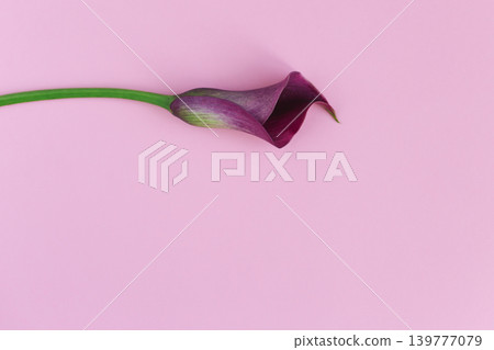 Beautiful violet calla lily on pastel pink background. Flat lay. Beautiful violet calla lily on pastel pink background. Flat lay. 139777079
