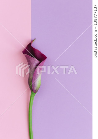 Beautiful violet calla lily on pastel pink and purple background. Flat lay. Beautiful violet calla lily on pastel pink and purple background. Flat lay. 139777137