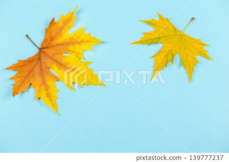 Beautiful autumn maple leaves on blue pastel background. Place for text. Minimal. Beautiful autumn maple leaves on blue pastel background. Place for text. Minimal. 139777237