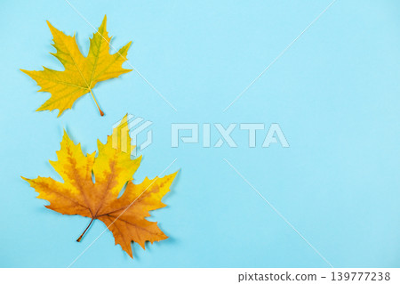 Beautiful autumn maple leaves on blue pastel background. Place for text.  Minimal. 139777238