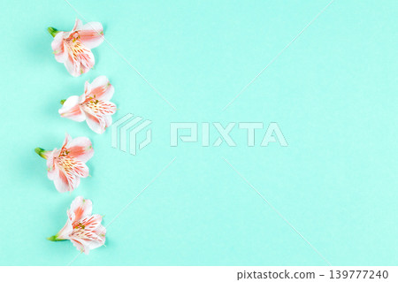 Beautiful pink flowers of Alstroemeria on turquoise background.  Place for text. 139777240