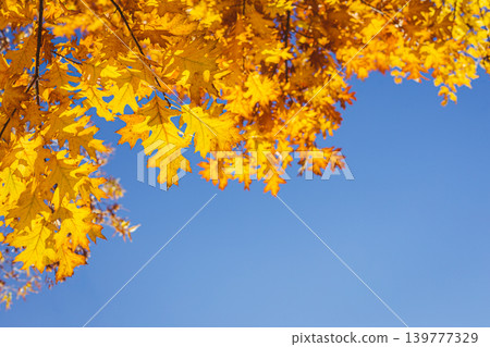 Beautiful autumn oak tree with golden leaves on a sun and blue sky. Beautiful autumn oak tree with golden leaves on a sun and blue sky. 139777329