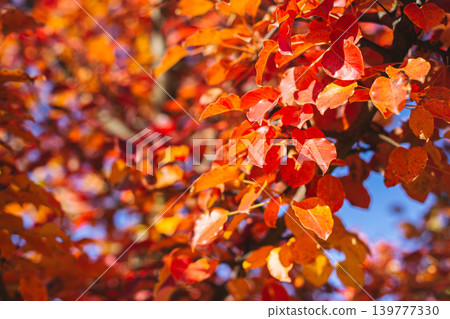 Beautiful autumn tree with red and orange leaves on a sun and blue sky. 139777330