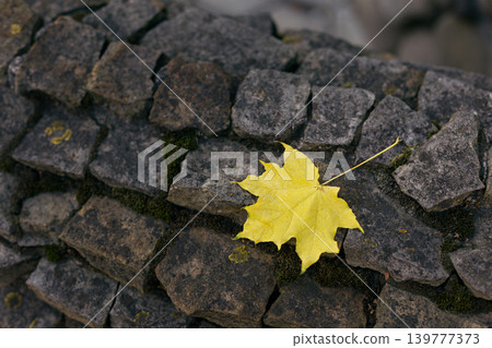 Yellow maple leaf on dark stone wall. Close-up. 139777373