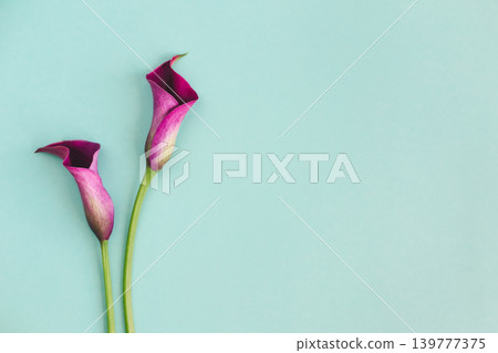 Beautiful violet calla lilies on turquoise background. Beautiful violet calla lilies on turquoise background. 139777375