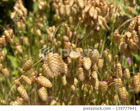亮金幣草(Briza maxima) 亮金幣草(Briza maxima) 139777641