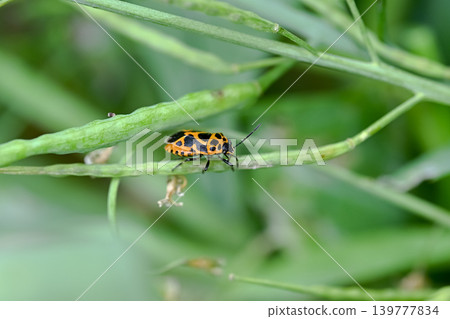 Short-tailed turtle 139777834
