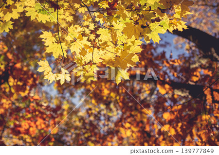 Beautiful autumn maple tree with yellow leaves and sun. 139777849