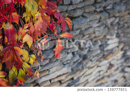 Beautiful red and yellow autumn leaves on dark stone wall. Beautiful red and yellow autumn leaves on dark stone wall. 139777851