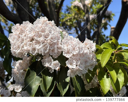 藍天和卡爾米亞 藍天和卡爾米亞 139777866