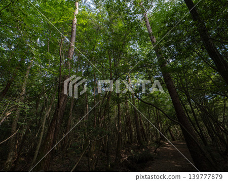 Forest of fresh green shining in sunlight filtering through trees 139777879