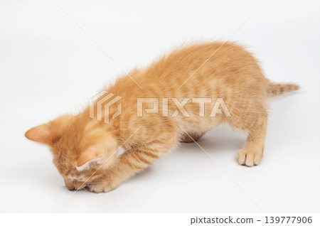 Orange kitty smell sniff 139777906