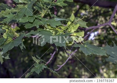 Acer platanoides branch with green leaves and samaras Acer platanoides branch with green leaves and samaras 139778167