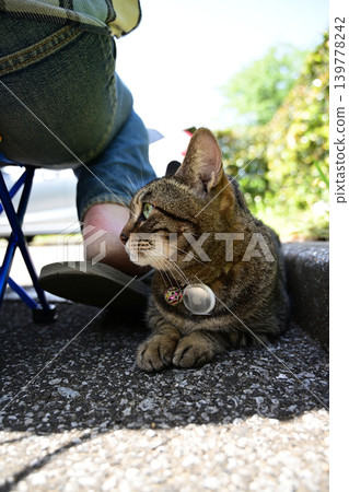 Kijitra cat taking a walk 139778242