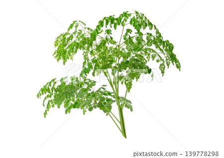 Bunch of green moringa oleifera herbal branches for superfood and healthy lifestyle element. Bunch of green moringa oleifera herbal branches for superfood and healthy lifestyle element. 139778298