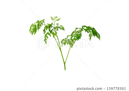 Bunch of green moringa oleifera herbal branches for superfood and healthy lifestyle element. 139778301